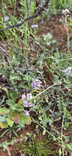 Harmsiodoxa puberula, 2026-05-14