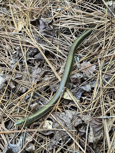 Eastern Glass Lizard observed by annaed000