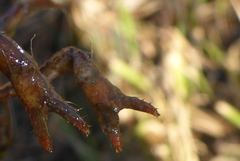 Lacunicambarus nebrascensis