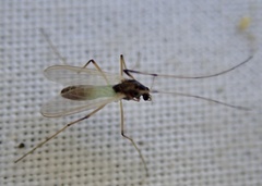 Endochironomus nigricans