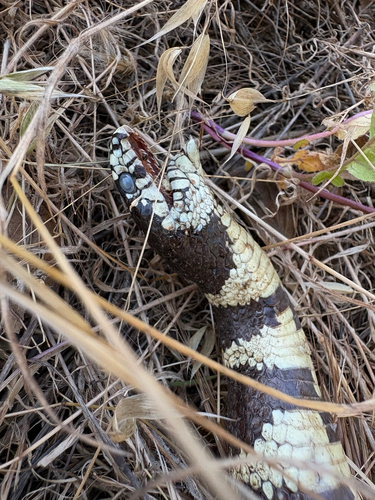 California King Snake observed by diegoyb
