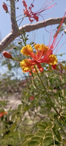peacock flower (Caesalpinia pulcherrima)