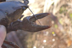 Lacunicambarus nebrascensis