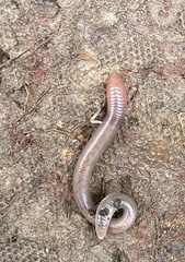 Lumbricus terrestris