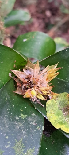 Canistropsis albiflora