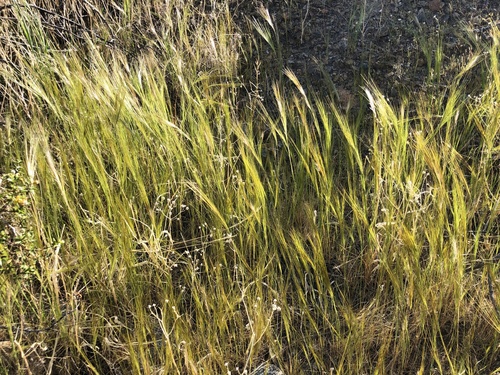iNaturalist observation photo of cape ricegrass