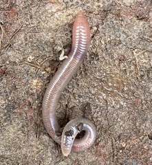 Lumbricus terrestris