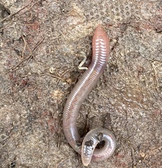 Lumbricus terrestris
