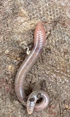 Lumbricus terrestris