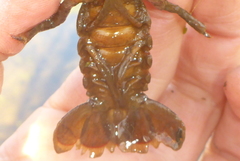 Lacunicambarus nebrascensis