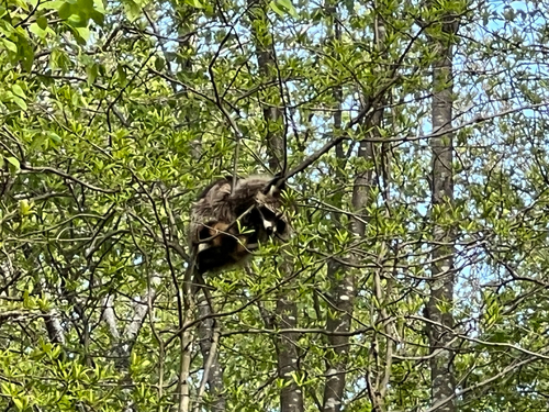 Common Raccoon photographed in Rhode Island