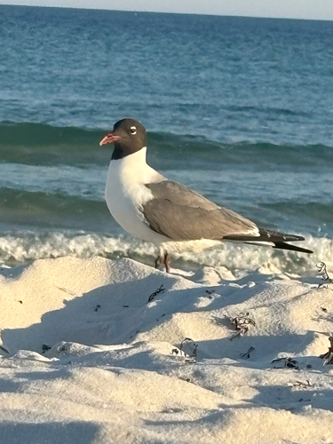 Laughing Gull observed by evancashews