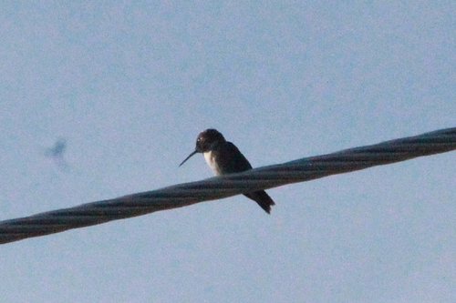 Black-chinned Hummingbird observed by madsersch