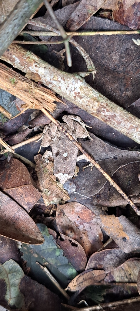 Crombie’s Dwarf Frog