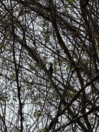 Golden-cheeked Woodpecker (Melanerpes chrysogenys)