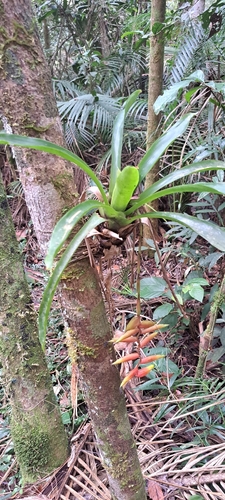 Vriesea simplex, photograph 1