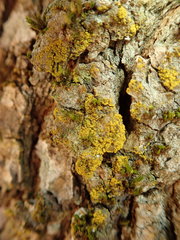 Candelariella xanthostigma