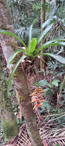 Vriesea simplex, photograph 2