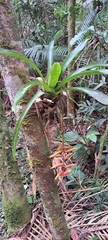 Vriesea simplex, photograph Marcio Santos Ferreira, CC BY, iNaturalist via GBIF