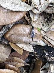 Itoplectis