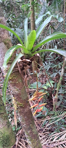 Vriesea simplex, photograph 3