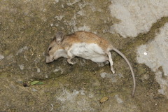 Peromyscus leucopus texanus