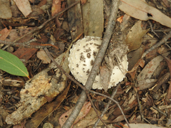 Amanita ananiceps