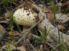 Amanita ananiceps
