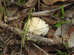 Amanita ananiceps
