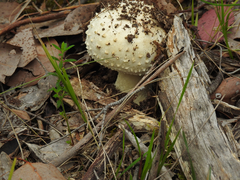 Amanita ananiceps