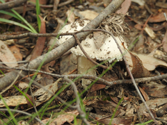 Amanita ananiceps