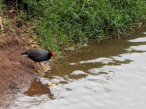 Hawaiian Gallinule observed by flosi