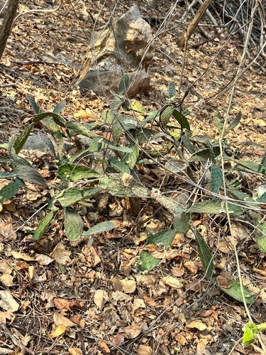 Sic-quete (Guerrero) (Bonellia macrocarpa)