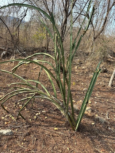 Sic-quete (Guerrero) (Bonellia macrocarpa)