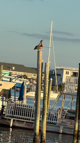 Brown Pelican observed by parker58694
