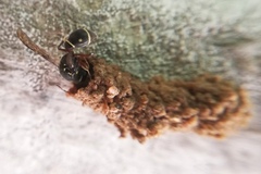 Paraleptomenes miniatus mephitis