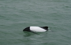 Cephalorhynchus commersonii