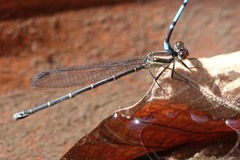 Argia cupraurea