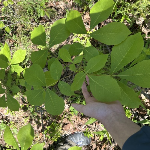 Pignut Hickory