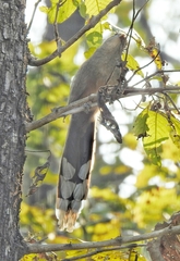 Taccocua leschenaultii