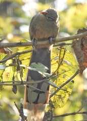 Taccocua leschenaultii