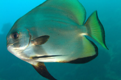 Platax boersii