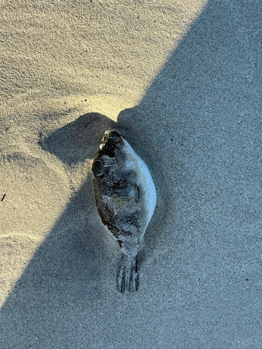 Ringed Puffer