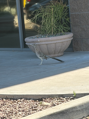 Greater Roadrunner observed by acbiotech04
