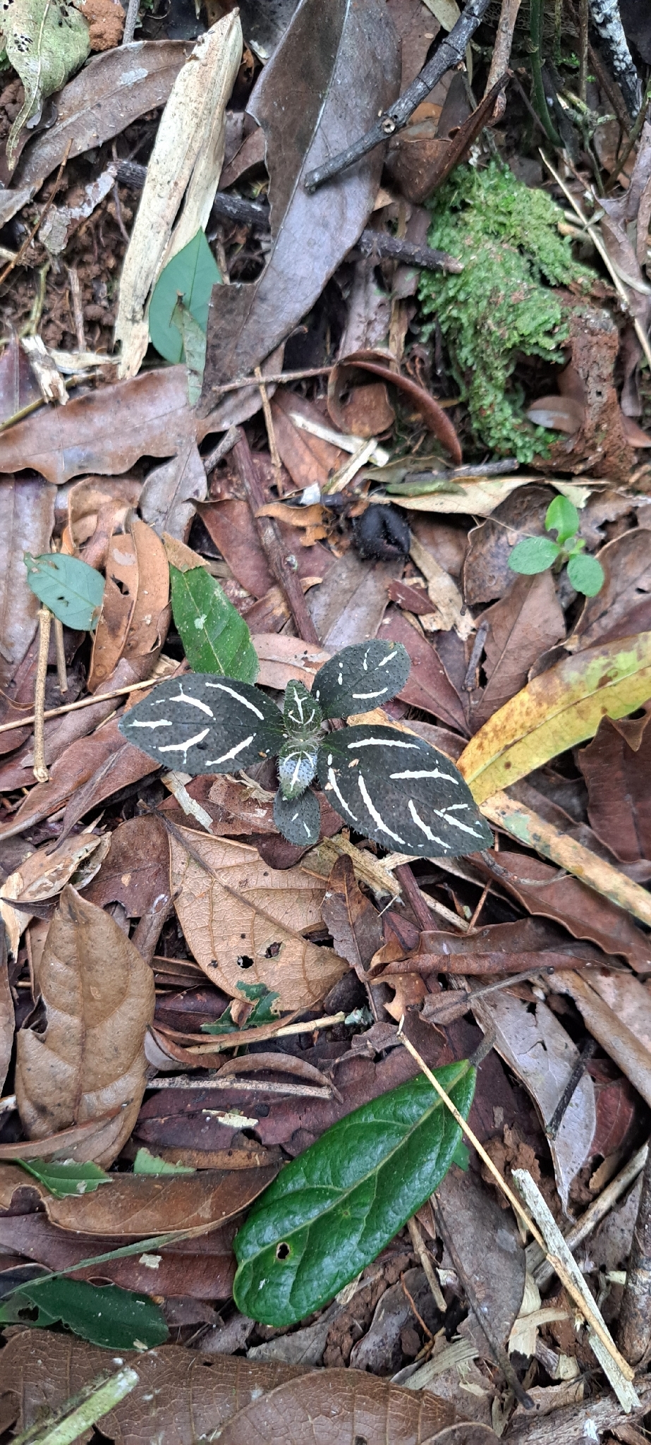 Aphelandra margaritae É.Morren 2