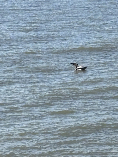 Brown Pelican observed by droocoo