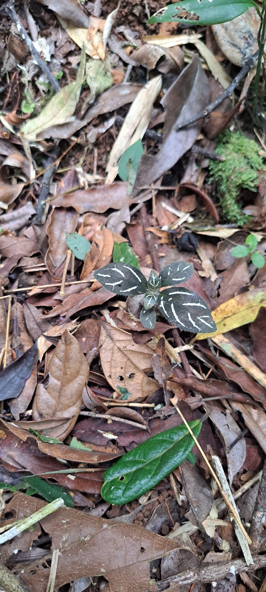 Aphelandra margaritae É.Morren 3