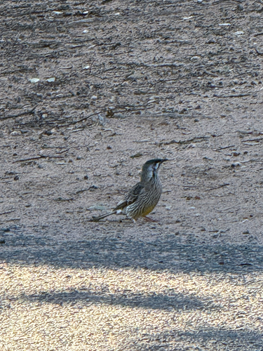 Red Wattlebird