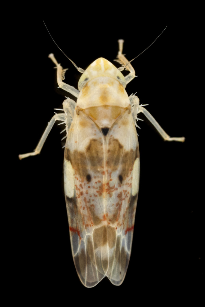 Hymetta arizoniana