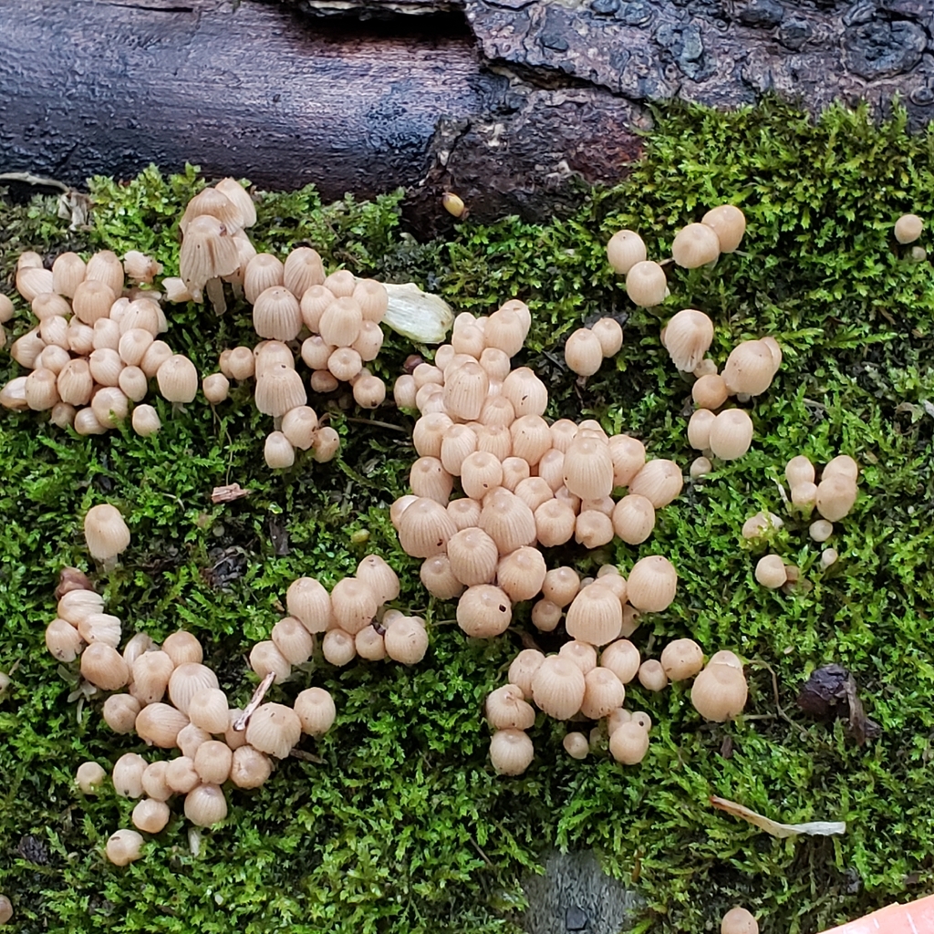 Coprinellus disseminatisimilis